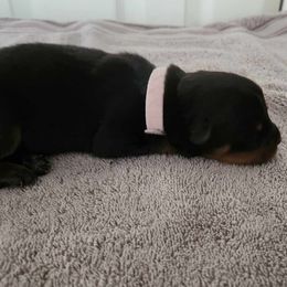 Girl 2 - Rottweiler puppy in San Antonio, Texas from Angel Rottweilers