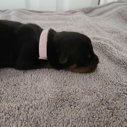 Girl 2 - Rottweiler puppy in San Antonio, Texas from Angel Rottweilers