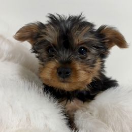 Bo - Black and gold male Yorkshire Terrier puppy in Festus, Missouri from Impeccable Pups