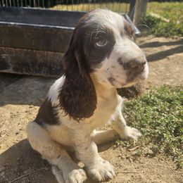 Nestor - Liver and white male English Springer Spaniel puppy in Coxs Creek, Kentucky from Bluegrass Bend English Springer Spaniels