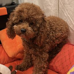Arlo - Goldendoodle