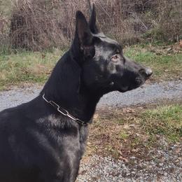 Owen - Belgian Malinois