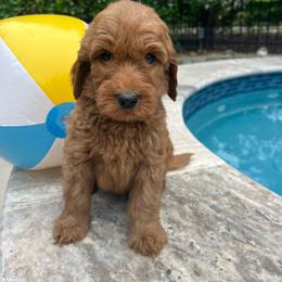 Dark Blue - Red  male Goldendoodle puppy in Indian Trail, North Carolina from Castleberry Doodles and Poodles