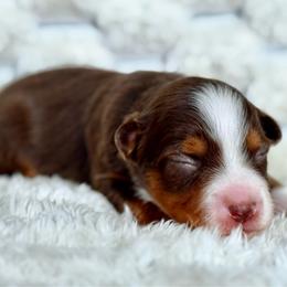 Boy 2 - Red tri male Miniature Australian Shepherd puppy in Rindge, New Hampshire from Lil' Bit Aussie