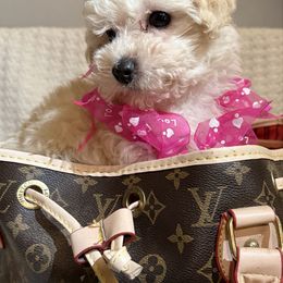 Poodle puppies from Feather & Tail Acres