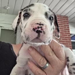 HARLEQUIN FEMALE HOT PINK COLLAR - Harlequin female Great Dane puppy in Hickman, Kentucky from Tidal Wave Danes