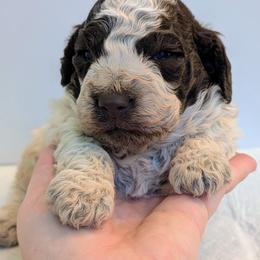 Pixel - Brown roan male Lagotto Romagnolo puppy in West Jordan, Utah from Salt Lake Lagotto