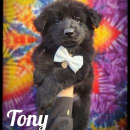 Tony - Black male German Shepherd puppy in Fort Jennings, Ohio from Von Holtzapple German shepherds