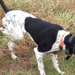 German Shorthaired Pointers from Wilson Farm GSPs