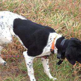 German Shorthaired Pointers from Wilson Farm GSPs
