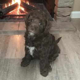 Australian Labradoodle Puppies from Golden Xpress Labradoodles