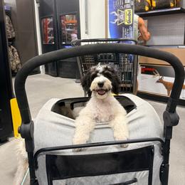 Brûlée - In Training - Tri-color male Bernedoodle puppy in Youngstown, Florida from Wonderland’s Boujie Kennels