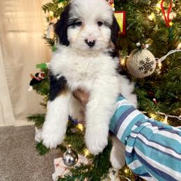 Dasher - Black tri-color male Aussiedoodle puppy in Heber City, Utah from Junipersdoodles
