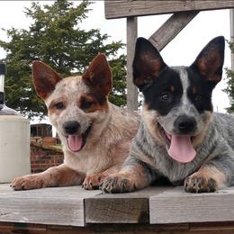 Australian Cattle Dog Puppies from TLC Cattle dogs