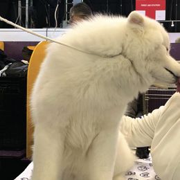 Samoyeds from Alpine Glo Samoyeds