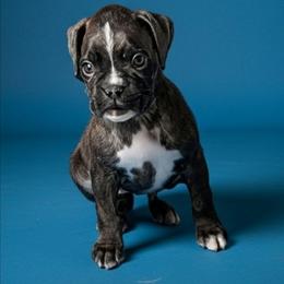 Zecora - Brindle female Boxer puppy in Mountain Home, Idaho from LJK Boxers & Toy Aussies