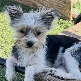 Fiona - Yorkshire Terrier