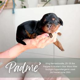 Padme - Phantom female Bernedoodle puppy in South Jordan, Utah from Wonderful World Doodles