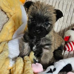 Lime boy - Wheaten male Cairn Terrier puppy in Lore City, Ohio from Loves Kennel