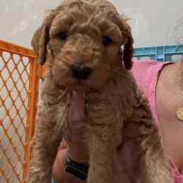 White collar - Apricot female Goldendoodle puppy in Southampton, Pennsylvania from Pumpkin Patch Doodles