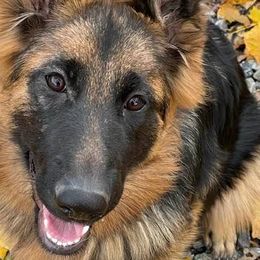 German Shepherds from Ortiz German Shepherds