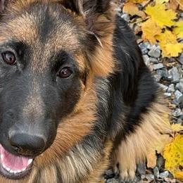 German Shepherds from Ortiz German Shepherds