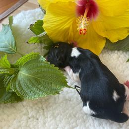 Coffee  girl 6 - Black tan and white female Biewer Terrier puppy in Atlantic City, New Jersey from Kim Hoang's Yorkies