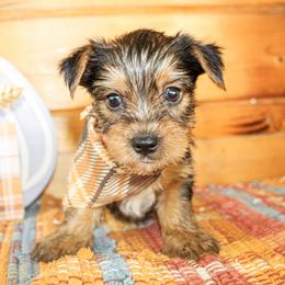 Riley - Black and tan male Yorkshire Terrier puppy in Hugo, Oklahoma from Ann R.
