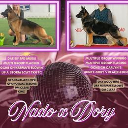 German Shepherd puppies from APEX K9 Solutions