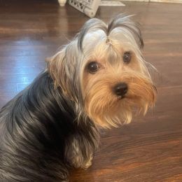 Minnie Pearl - Yorkshire Terrier