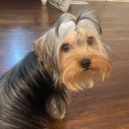 Minnie Pearl - Yorkshire Terrier