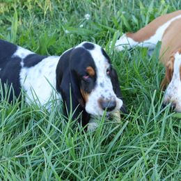 Basset Hounds from Southern Belles Bassets