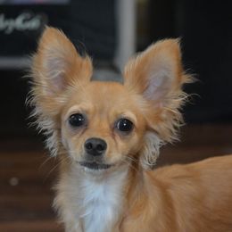 Cutie Pie - Chihuahua