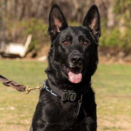 German Shepherds from Von Der Havier German Shepherds