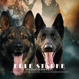 German Shepherds from Edle Stärke German Shepherds