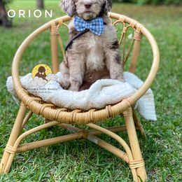 Goldendoodle Puppies from Dream A Little Doodle