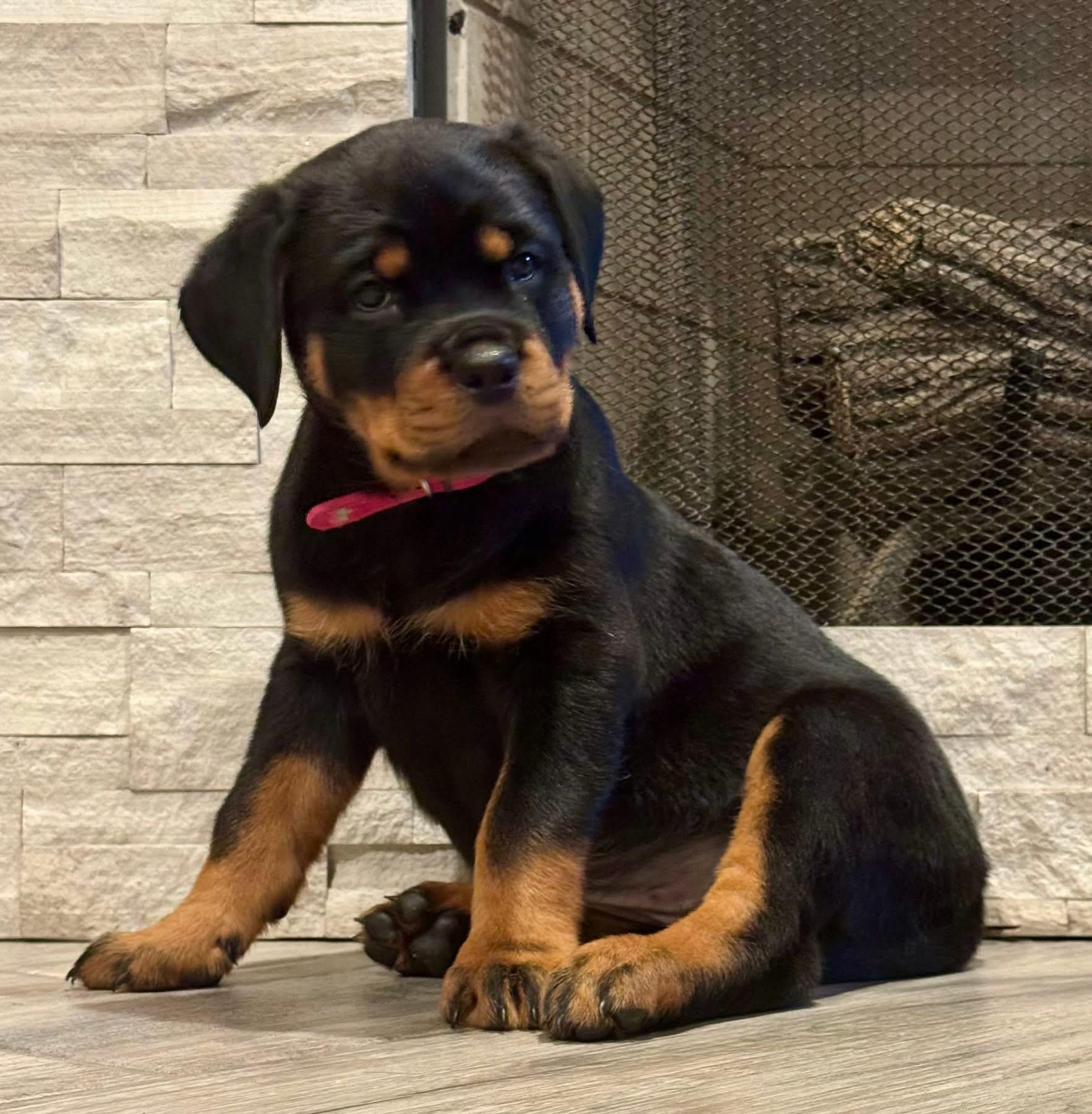 Von MK Rottweilers in Texas | Rottweiler puppies | Good Dog