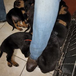 Rottweiler Puppies from Von Haus of Pearl