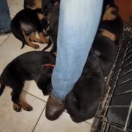Rottweiler Puppies from Von Haus of Pearl