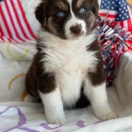 Boy 4 - Red tri-color male Australian Shepherd puppy in Casco, Michigan from Colorful Dreamers Australian Shepherds