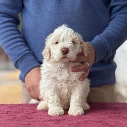 Girl 1 - Orange female Lagotto Romagnolo puppy in Sugar Valley, Georgia from Pinnacle Farm and Kennel