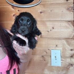 Indigo - Black female Dachshund puppy in Cheyenne, Wyoming from Great Basin Hounds