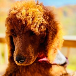 Hunter - Apricot male Poodle puppy in Greenwich, New York from MizzElle’s Standard Poodles