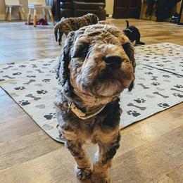 Lola - Blue merle female Aussiedoodle puppy in Yacolt, Washington from Aussiedoodles by Maggie