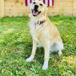 "Sunny" Companion Cross All Grown Up from PNW Mini Golden Retrievers