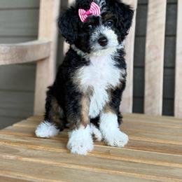 Indy - Tri-color female Bernedoodle puppy in Runaway Bay, Texas from Green Ranch Doodles