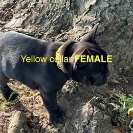 French Bulldog Puppies from Josh Hansen