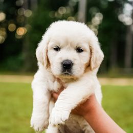 Milly - Light golden female Golden Retriever puppy in Millry, Alabama from Buck Hill Goldens