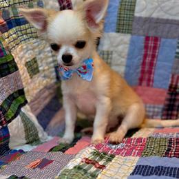 Ralph - Sable spotted white male Chihuahua puppy in Cape Coral, Florida from Inspired Chihuahuas