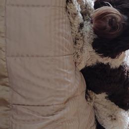 Australian Labradoodle Puppies from Whimsical Australian Labradoodles